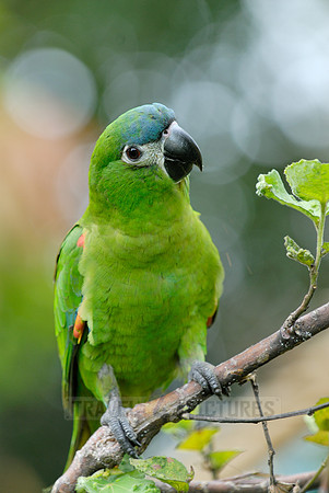 Hahn's Macaw, Noble Macaw