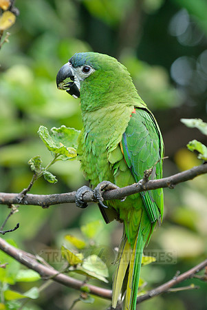 Hahn's Macaw, Noble Macaw