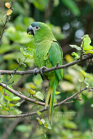 Hahn's Macaw, Noble Macaw