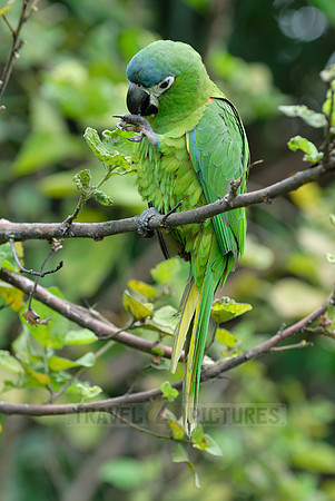 Hahn's Macaw, Noble Macaw
