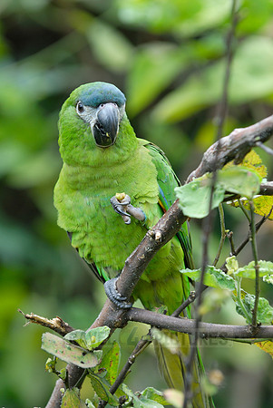 Hahn's Macaw, Noble Macaw
