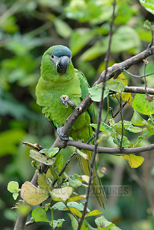 Hahn's Macaw, Noble Macaw