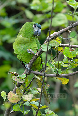 Hahn's Macaw, Noble Macaw