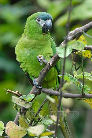 Hahn's Macaw, Noble Macaw
