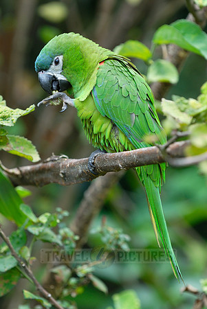 Hahn's Macaw, Noble Macaw