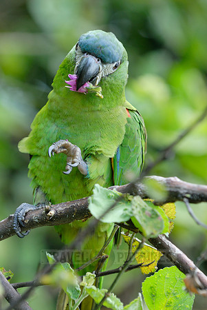 Hahn's Macaw, Noble Macaw