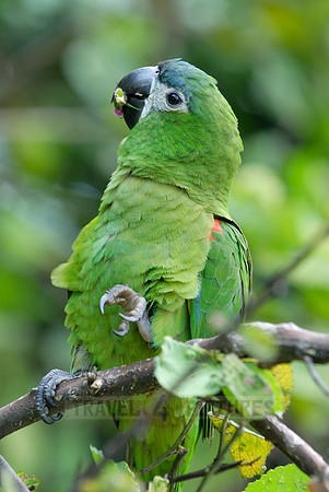 Hahn's Macaw, Noble Macaw