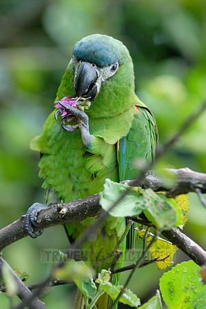 Hahn's Macaw, Noble Macaw