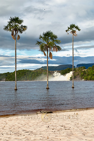 Salto Golondrina with palms