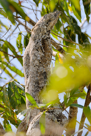 giant or great Potoo, Nyctibius grandis