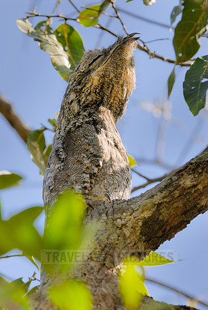 giant or great Potoo, Nyctibius grandis