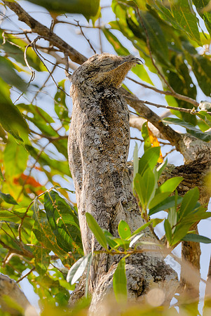 giant or great Potoo, Nyctibius grandis