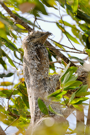 giant or great Potoo, Nyctibius grandis