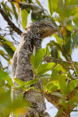giant or great Potoo, Nyctibius grandis