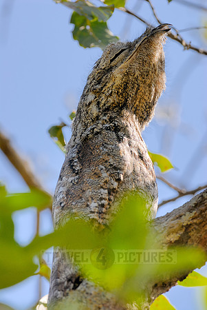 giant or great Potoo, Nyctibius grandis