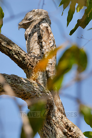 giant or great Potoo, Nyctibius grandis
