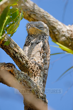 giant or great Potoo, Nyctibius grandis