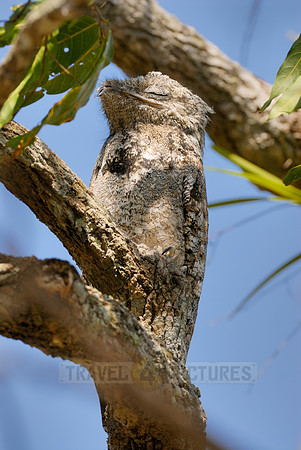 giant or great Potoo, Nyctibius grandis