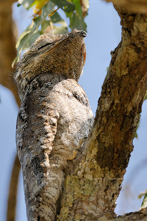 giant or great Potoo, Nyctibius grandis