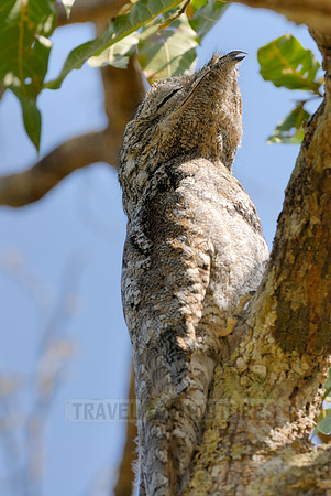 giant or great Potoo, Nyctibius grandis