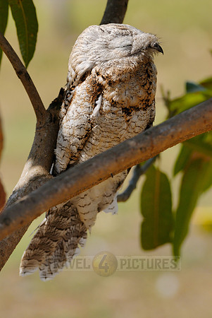 giant or great Potoo, Nyctibius grandis