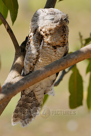 giant or great Potoo, Nyctibius grandis