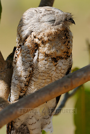 giant or great Potoo, Nyctibius grandis