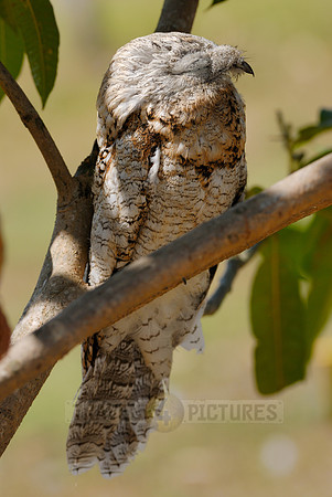 giant or great Potoo, Nyctibius grandis
