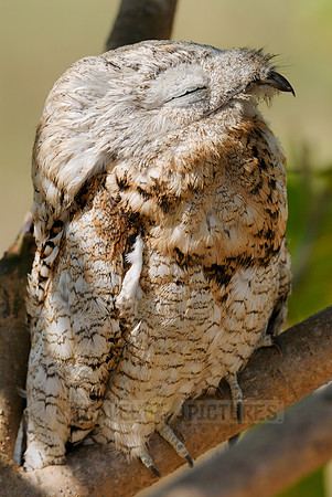 giant or great Potoo, Nyctibius grandis