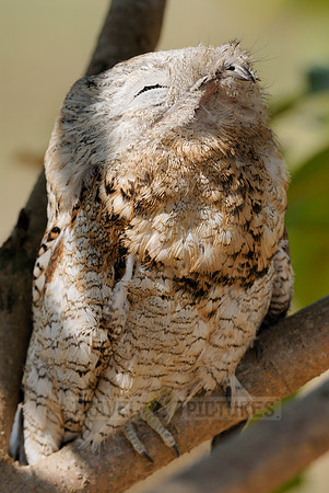 giant or great Potoo, Nyctibius grandis