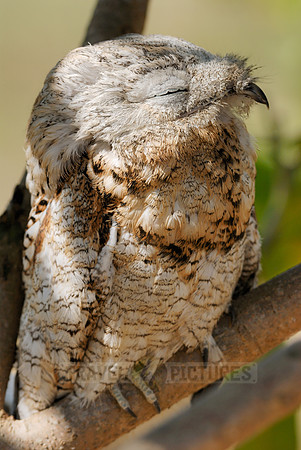 giant or great Potoo, Nyctibius grandis