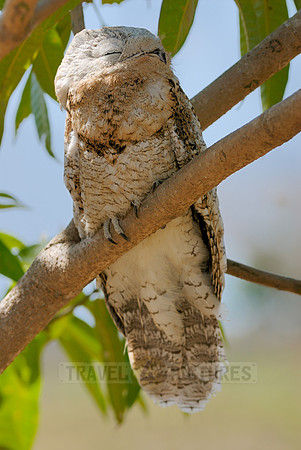 giant or great Potoo, Nyctibius grandis