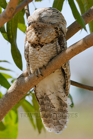 giant or great Potoo, Nyctibius grandis