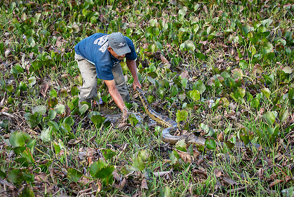 man catching an anaconda