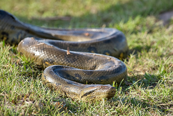 anaconda, Eunectes murinus