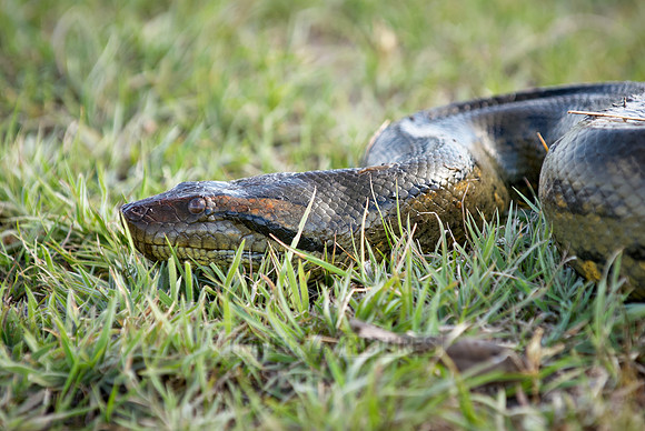 head of anaconda, Eunectes murinus