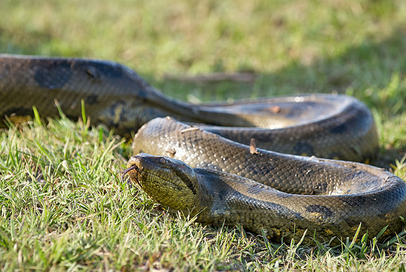 anaconda, Eunectes murinus