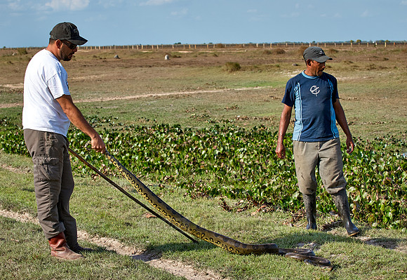 men catching an anaconda