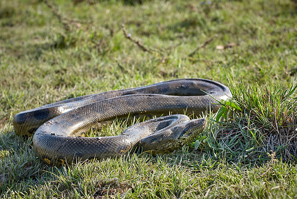 anaconda, Eunectes murinus