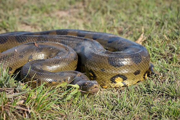 anaconda, Eunectes murinus