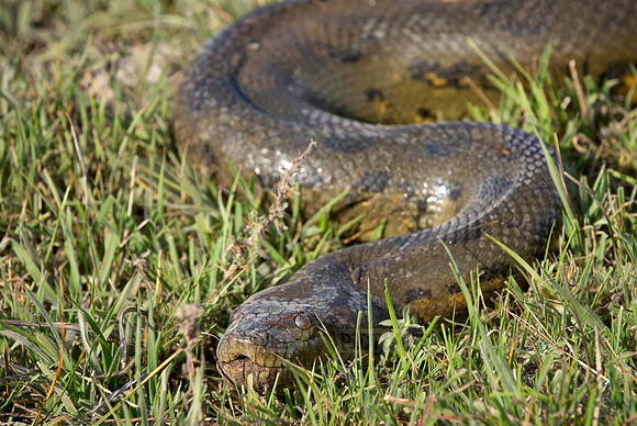 anaconda, Eunectes murinus