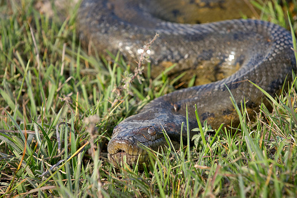 head of anaconda, Eunectes murinus