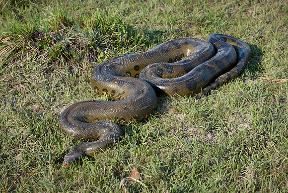anaconda, Eunectes murinus