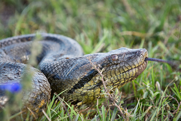 head of anaconda, Eunectes murinus