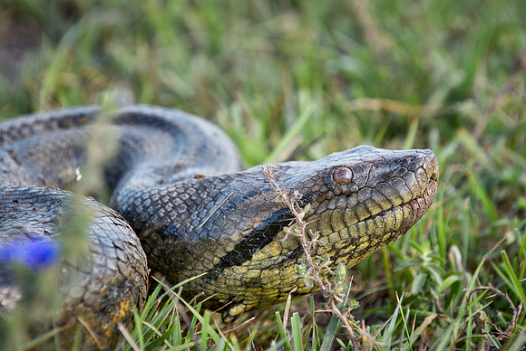 head of anaconda, Eunectes murinus