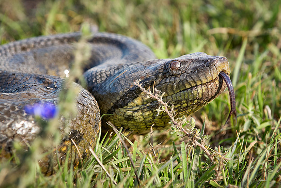 head of anaconda, Eunectes murinus