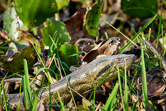 head of anaconda, Eunectes murinus