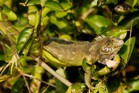Green Iguana, Iguana iguana, in tree