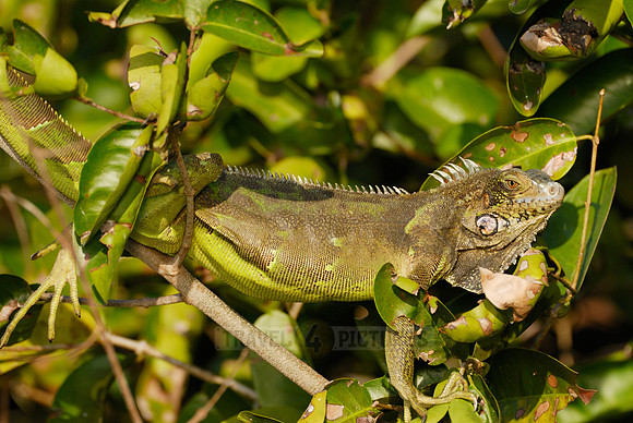 Green Iguana, Iguana iguana, in tree