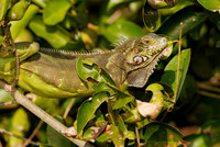 Green Iguana, Iguana iguana, in tree